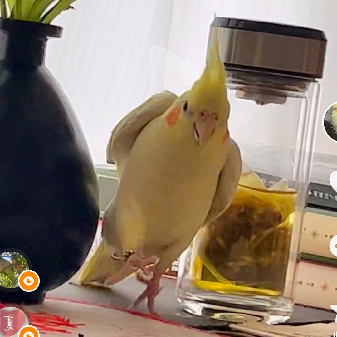 🐤鹦鹉元宝和小富贵🤲