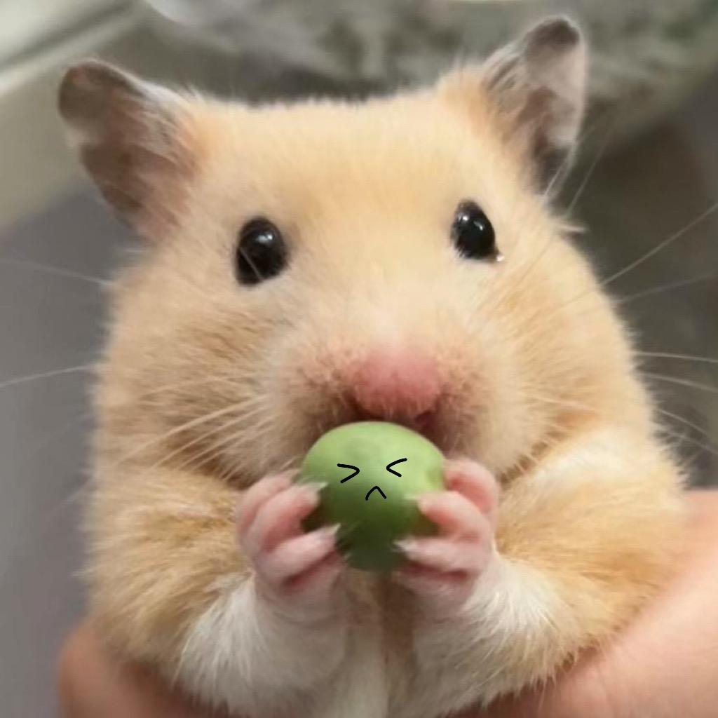 西红柿茄子猫