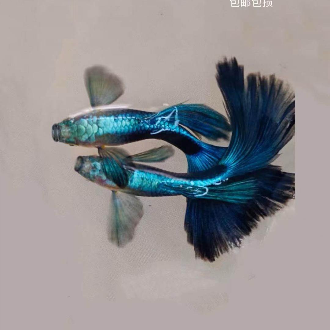 君哥水族馆