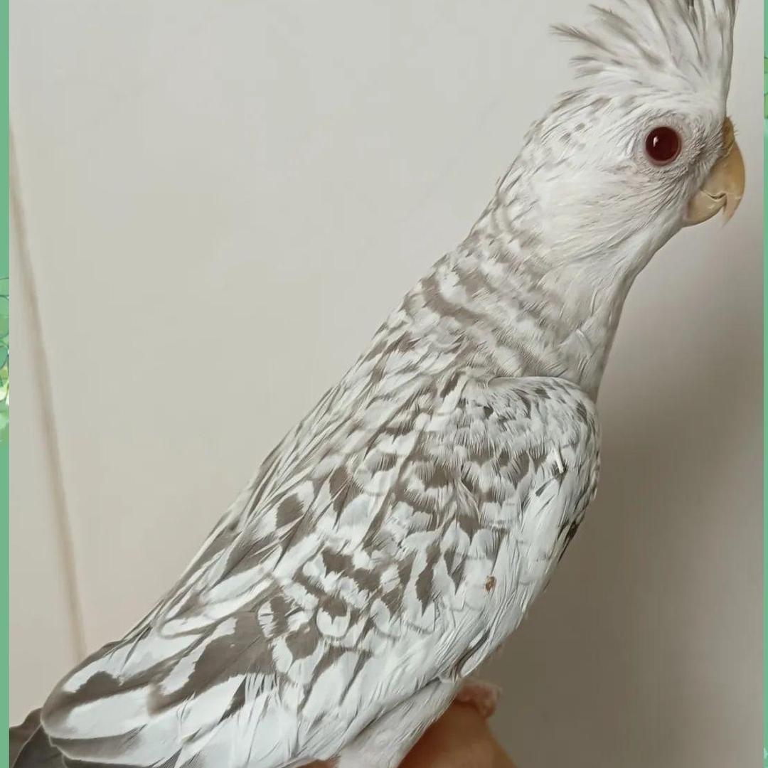 哇塞二手车批发