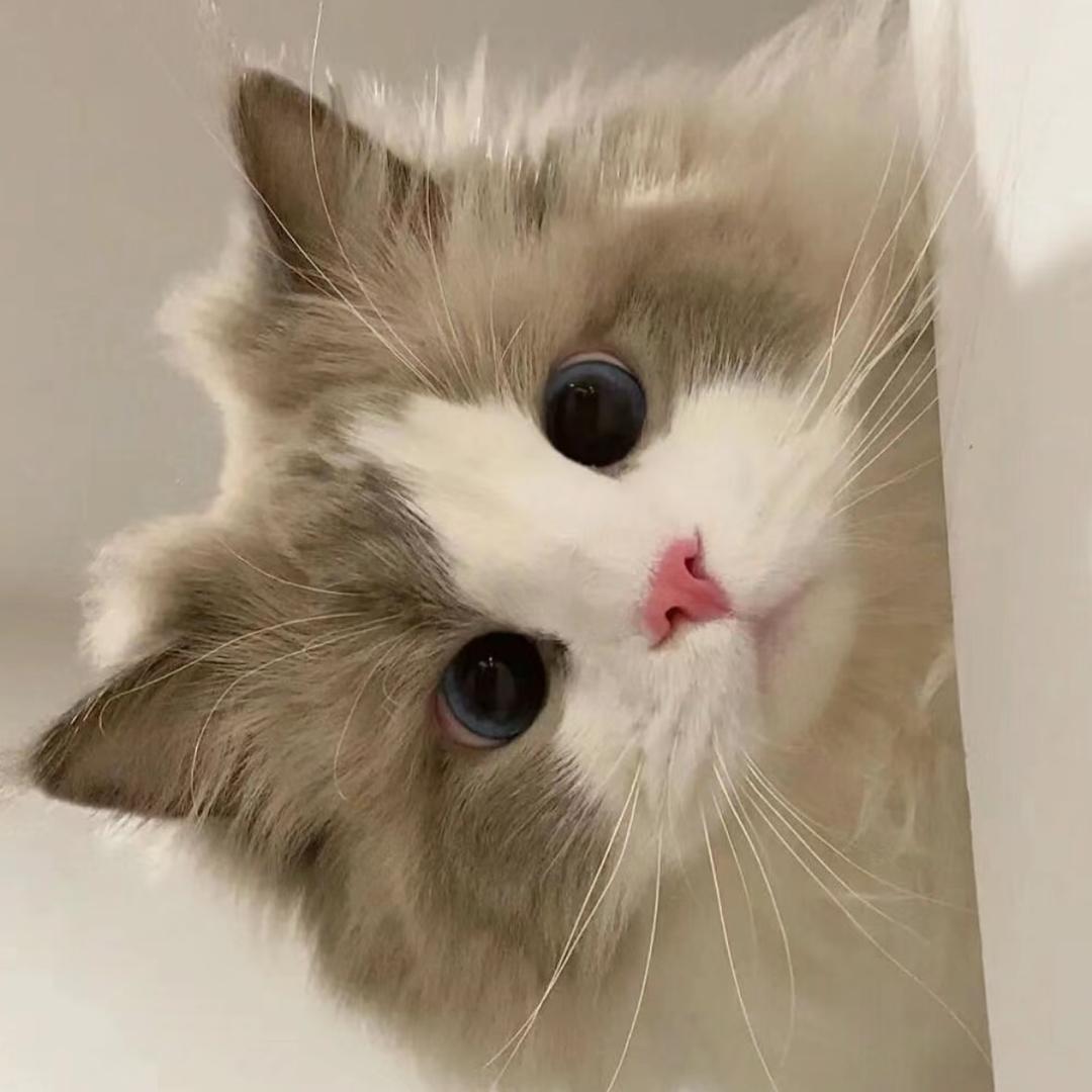 猫猫不吃鱼๑
