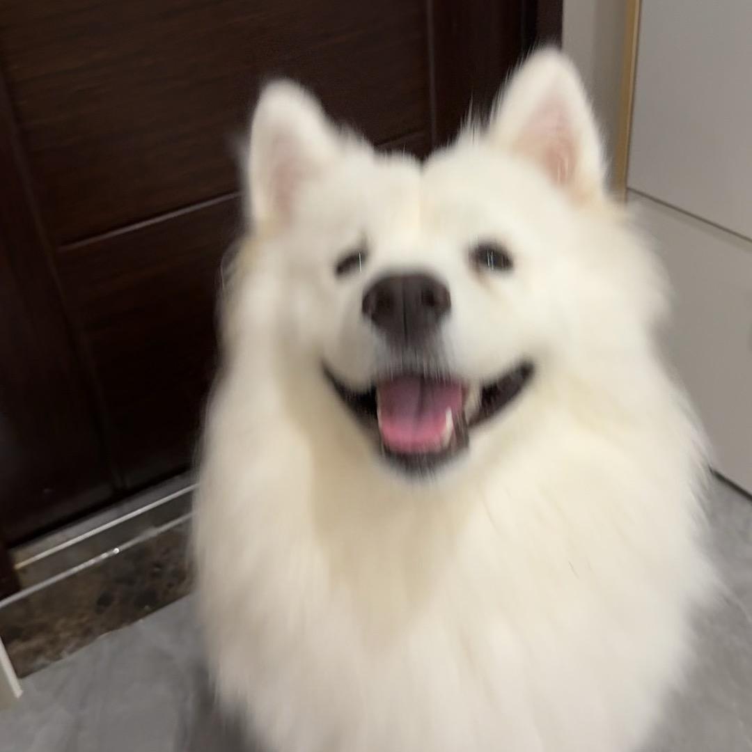 好运🐶