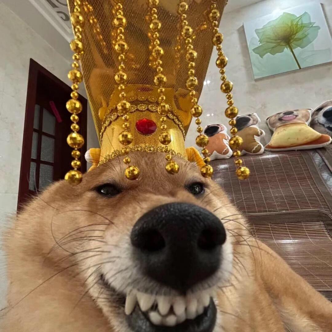 比巴布