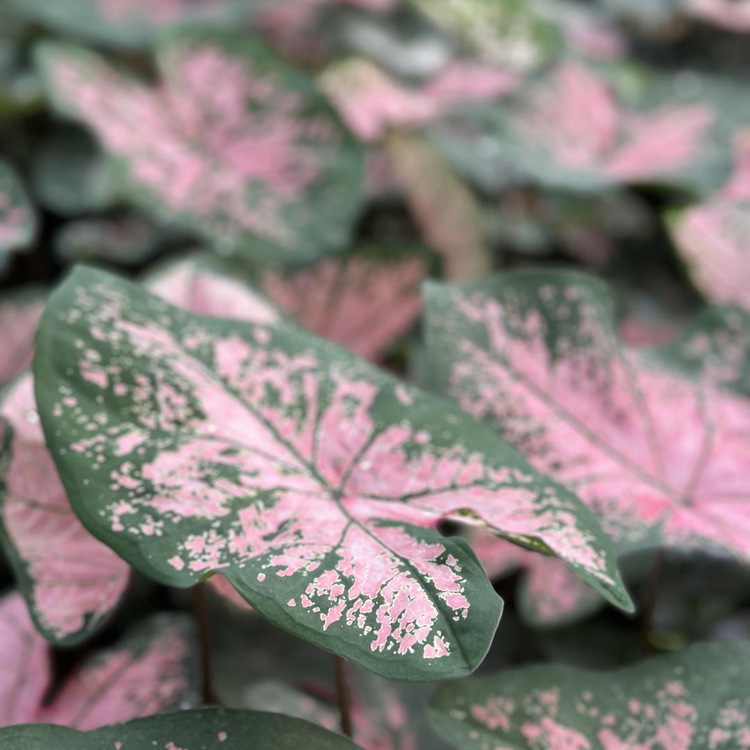 天宜园林绿植优选