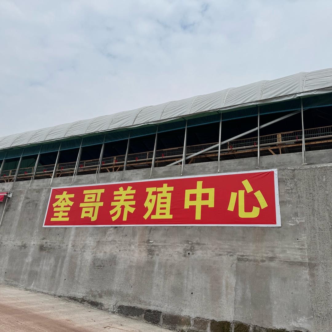 隆昌奎哥鹅苗精选个子鹅，脱温鹅，条鹅批发