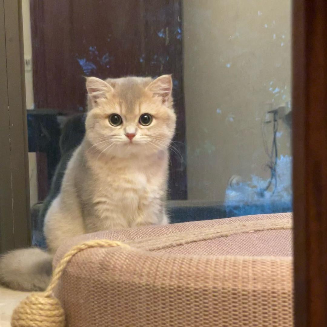 刘一筒是只小馋猫