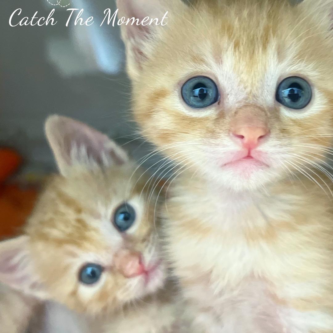 达尔巴和卡巴吉