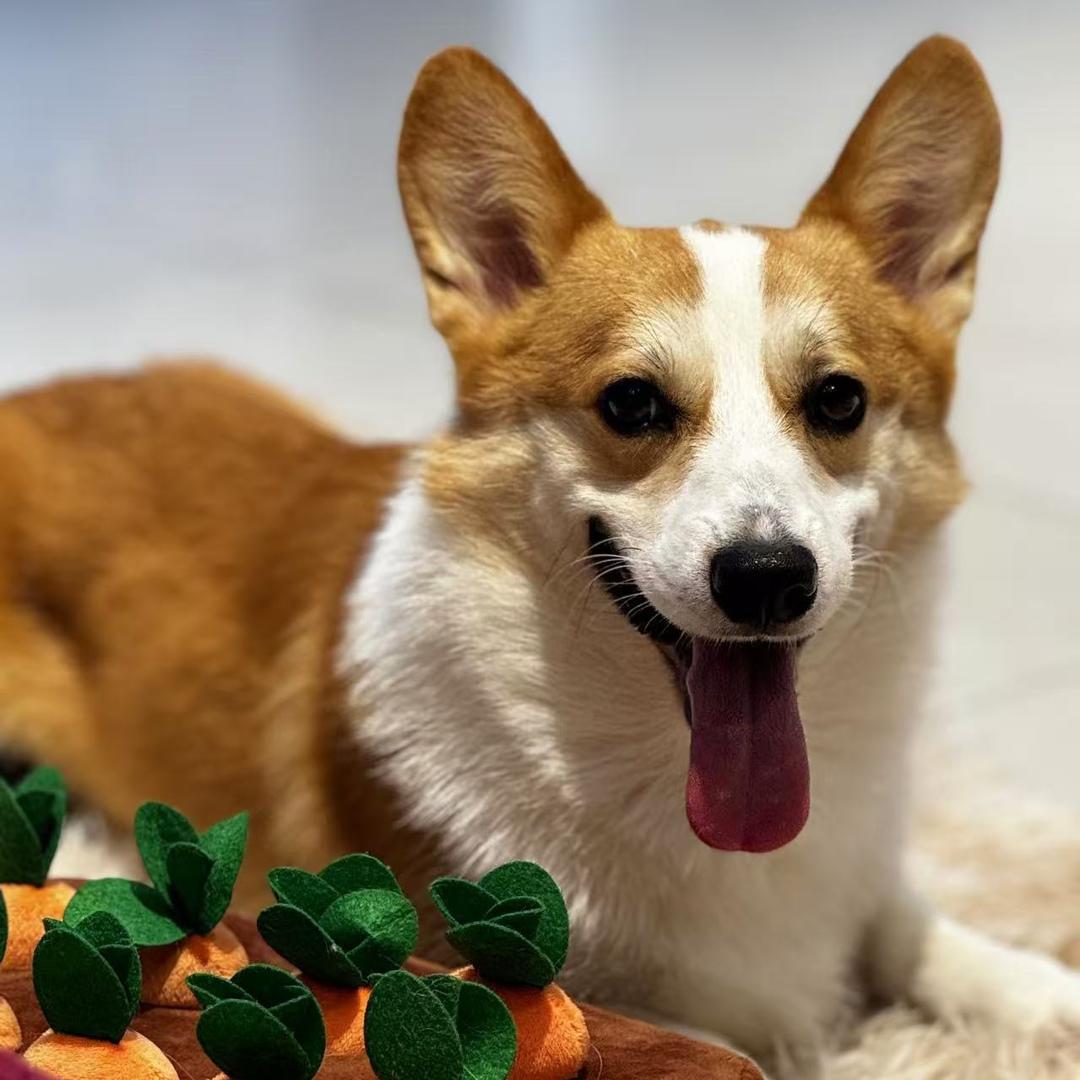 小九宠物直播号（直播中～）