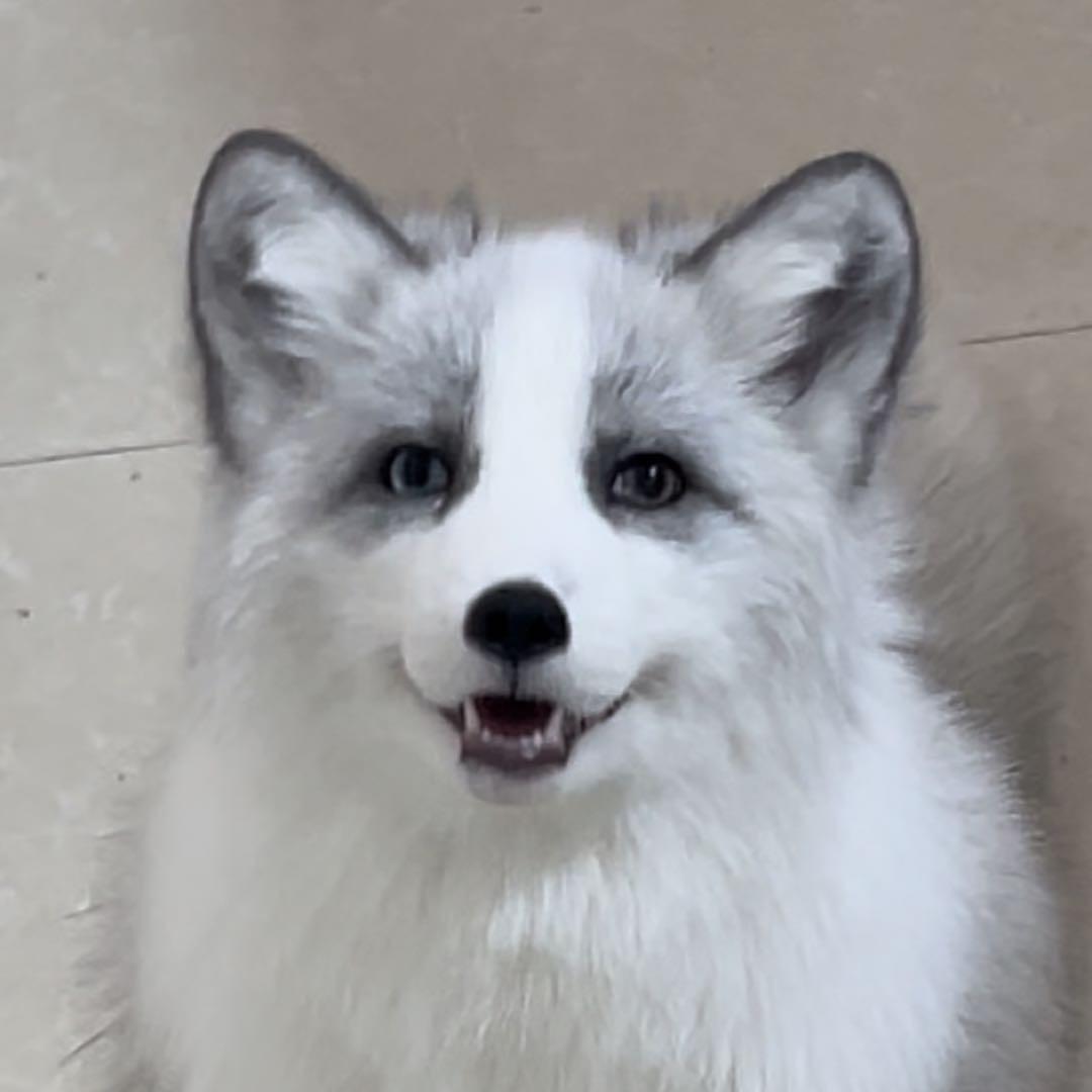 🦊家有三狐