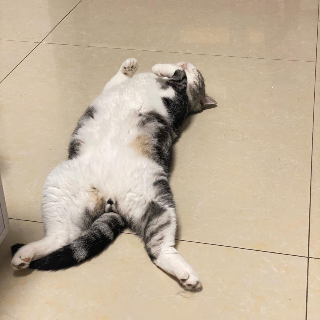 🌿 丁丁在自贡卖土鸡