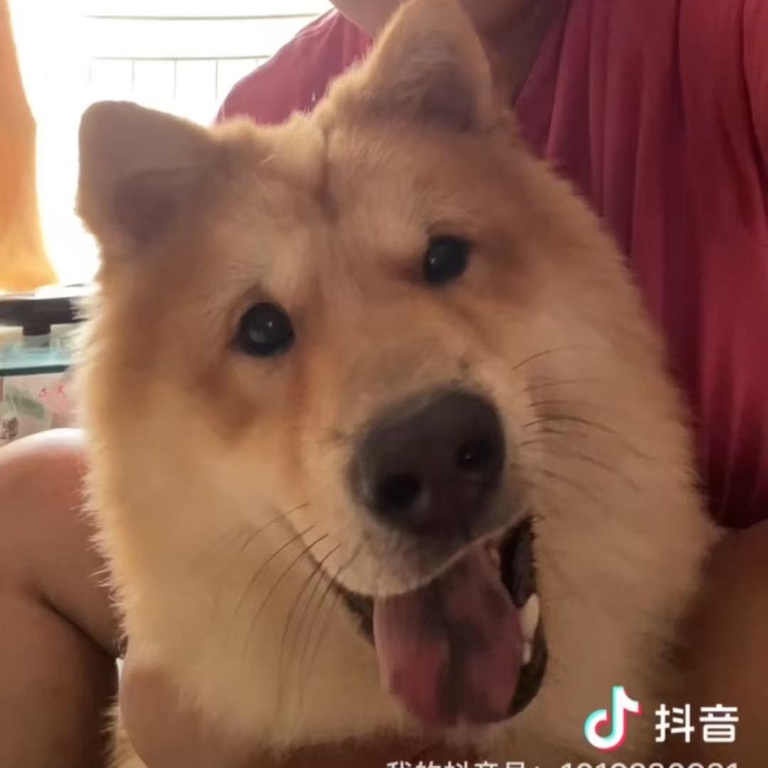 旺仔爱吃饼干🥰