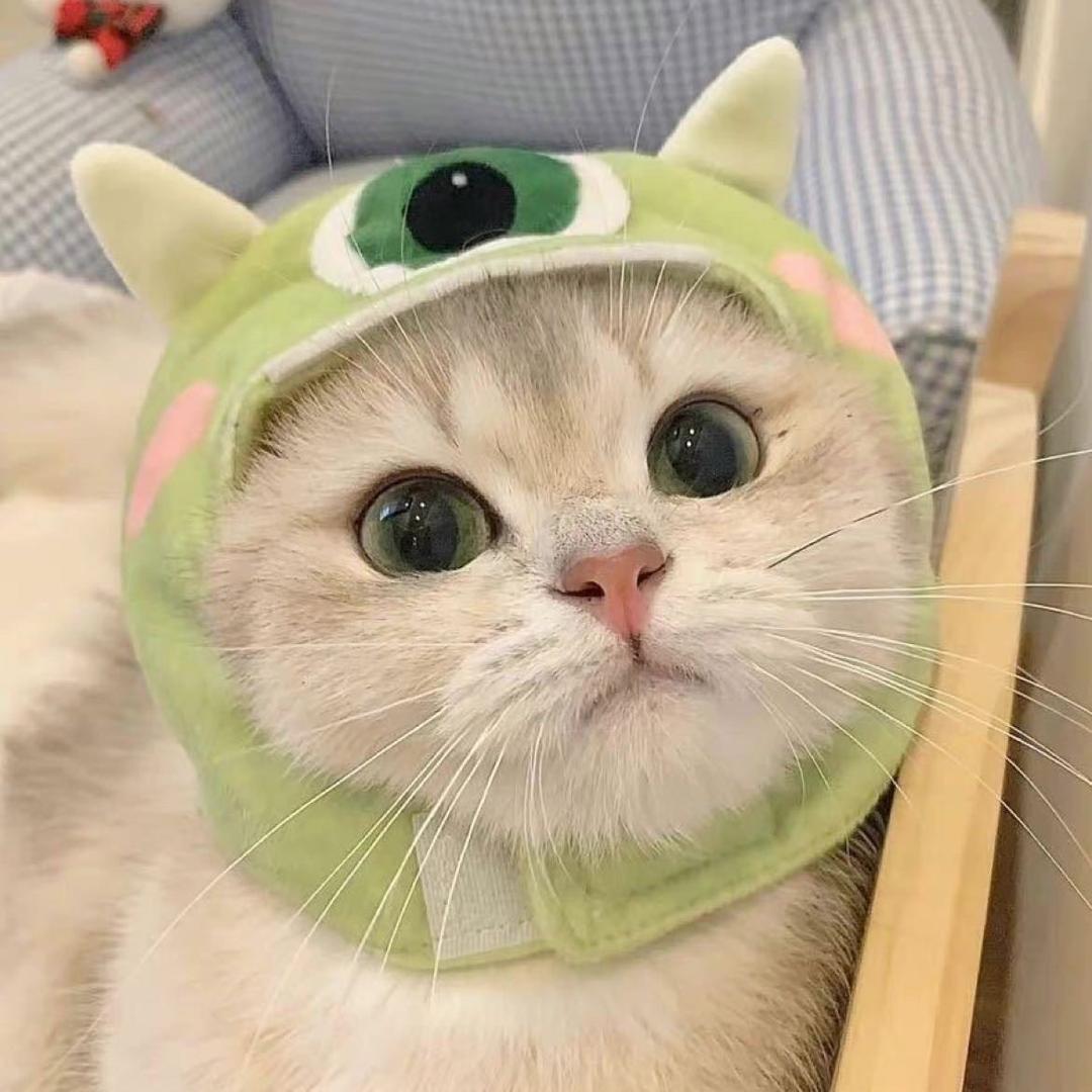 葶小葶耶