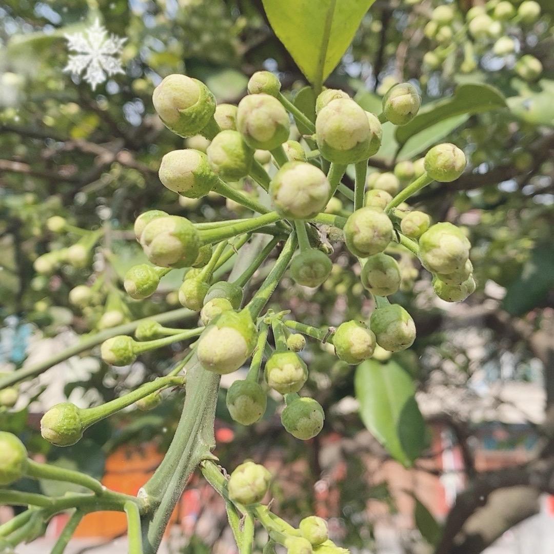 陈阳百草方