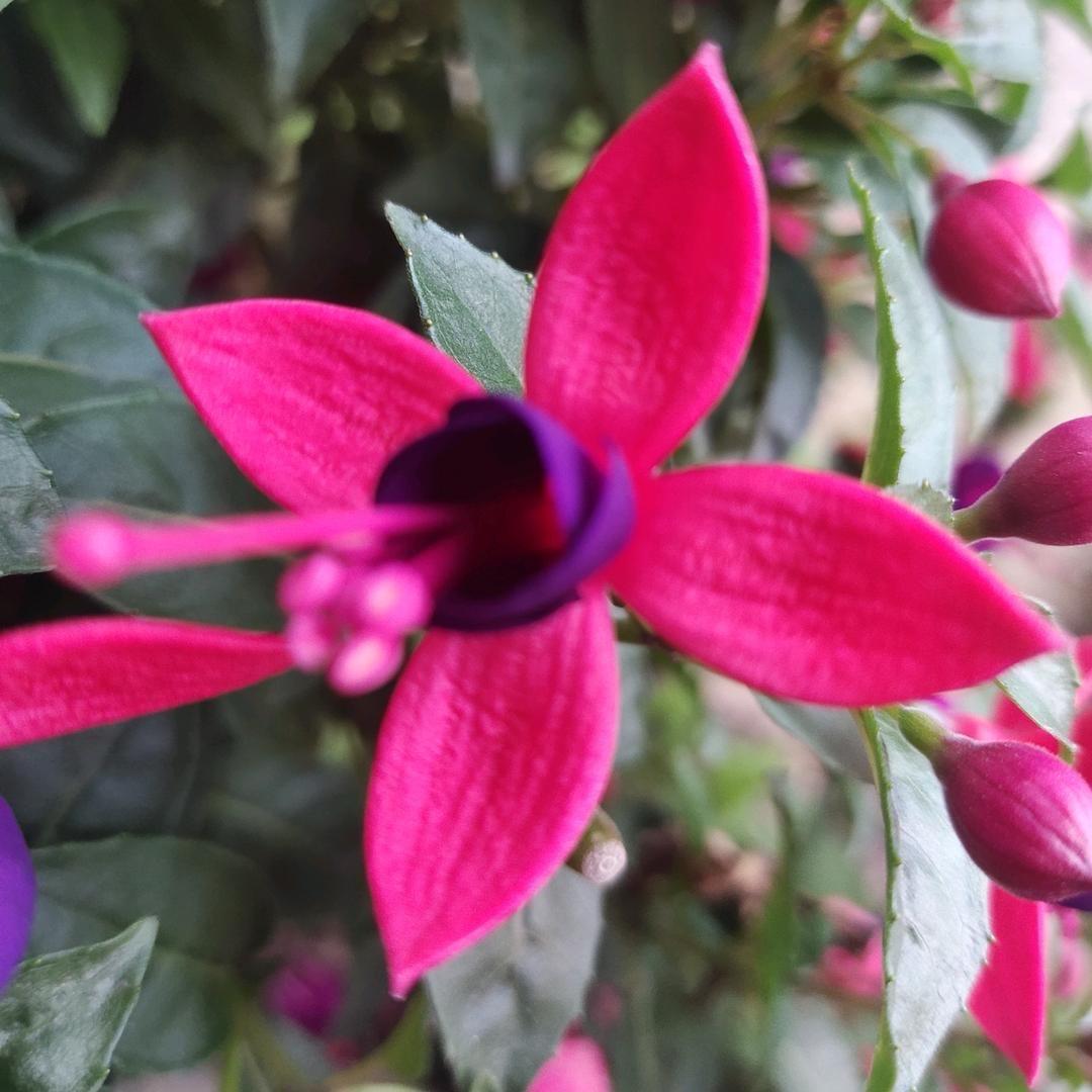 小丫头《秋》