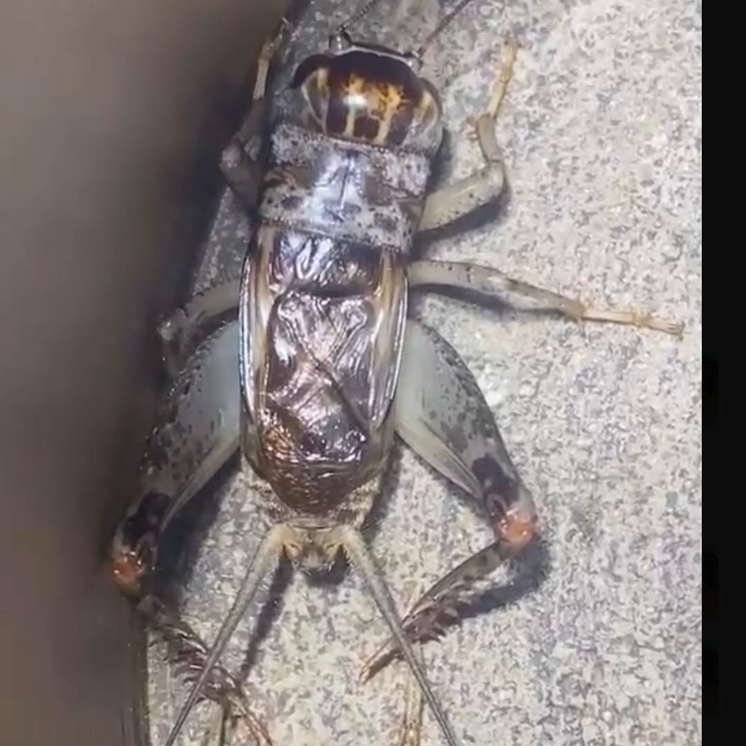 為蟲堂