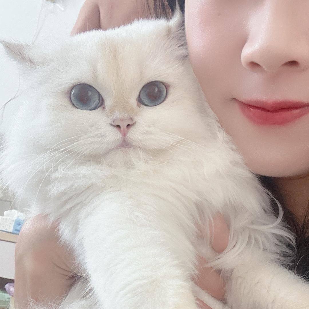 皮球