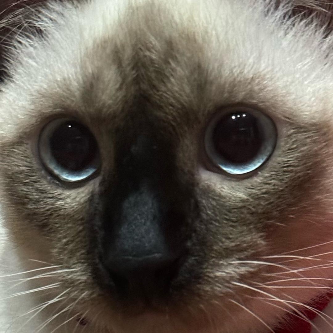 汤圆