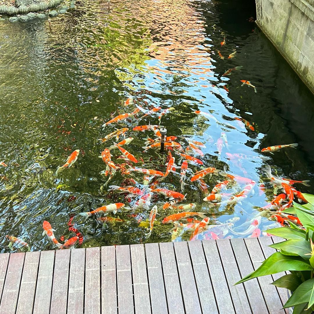 珠珠*