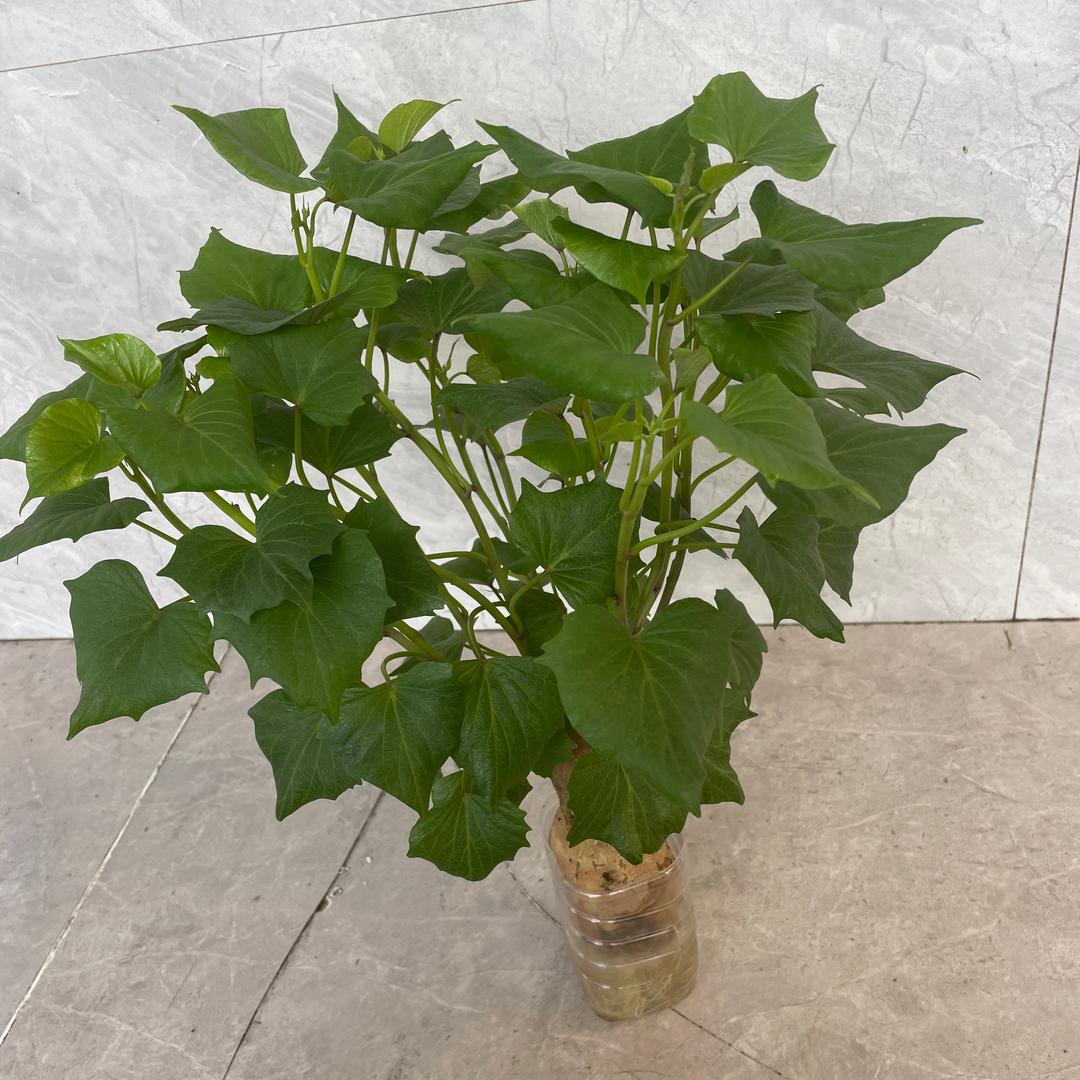明天会更好