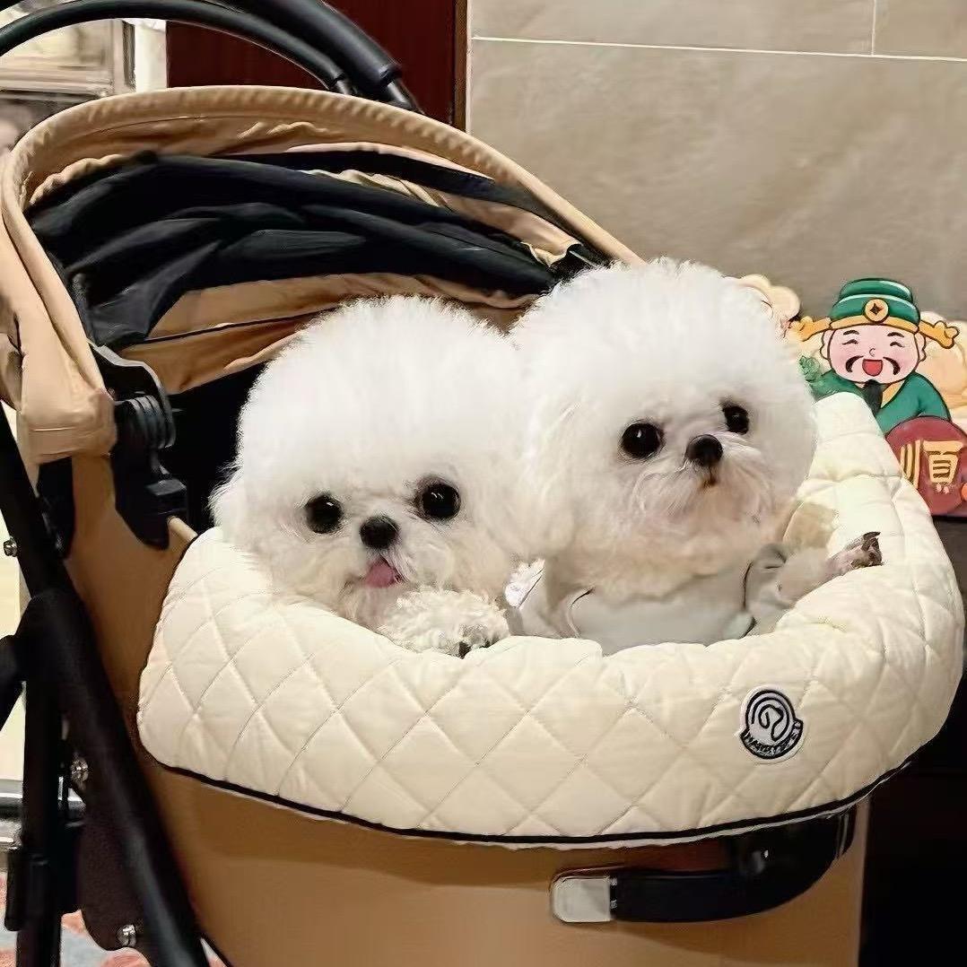 小哈哈家韩系比熊