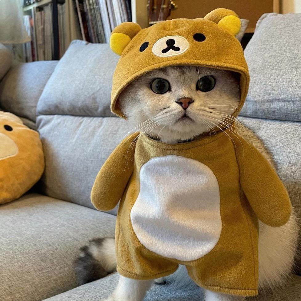小趴菜影视
