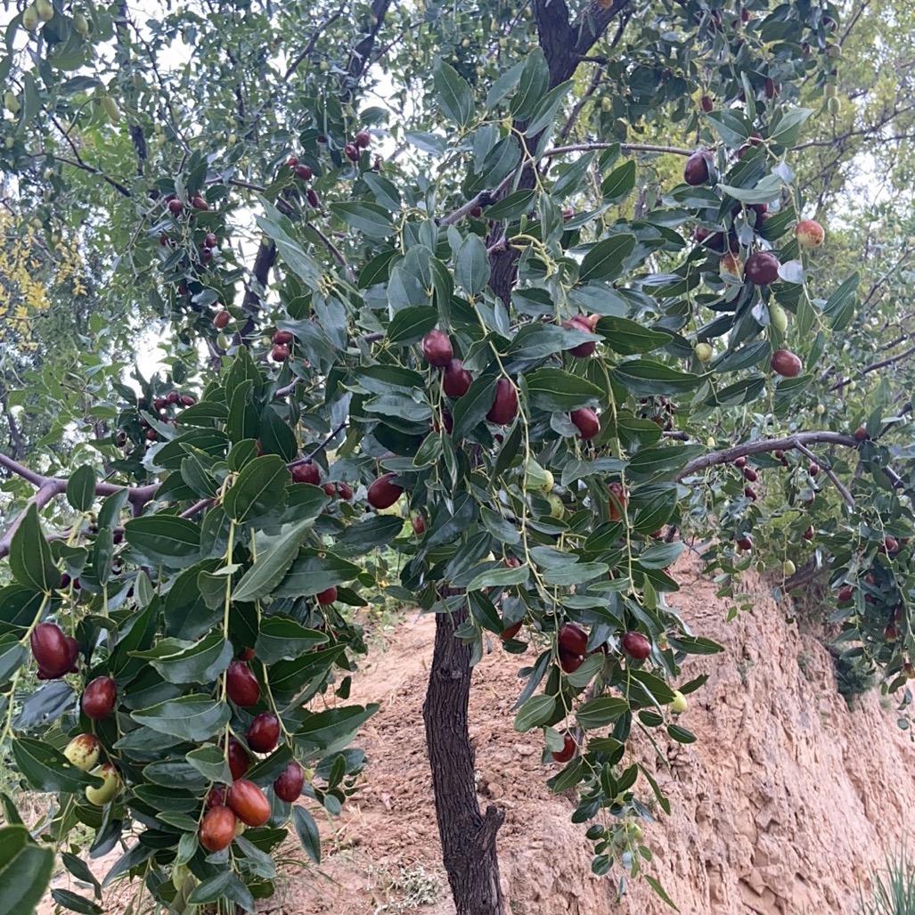 绿茶叶蛋