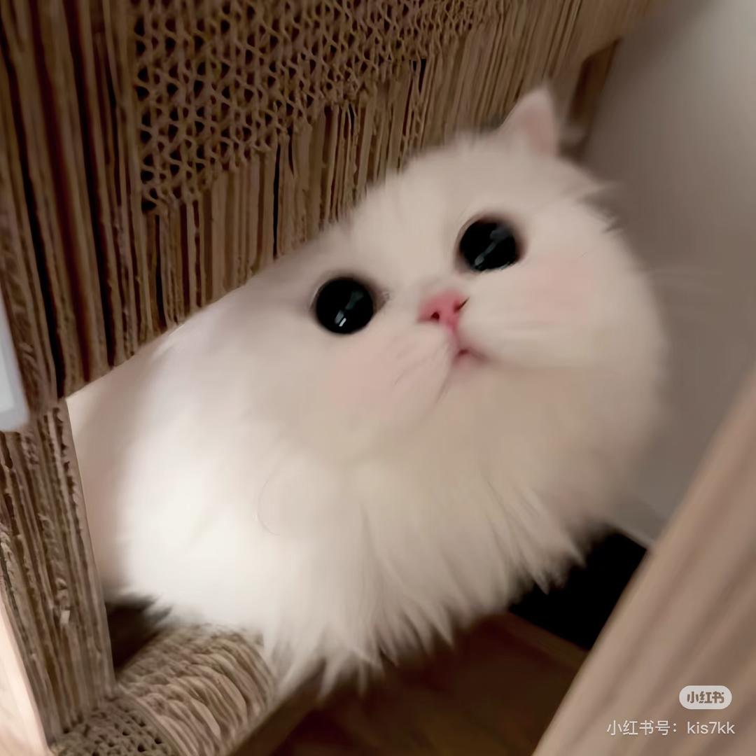 葵点点