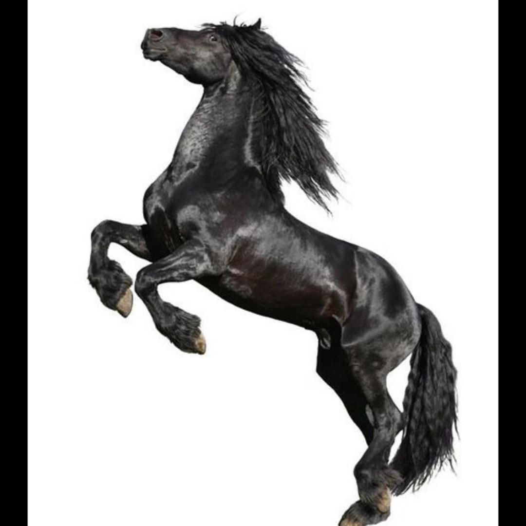 黑马 🐴