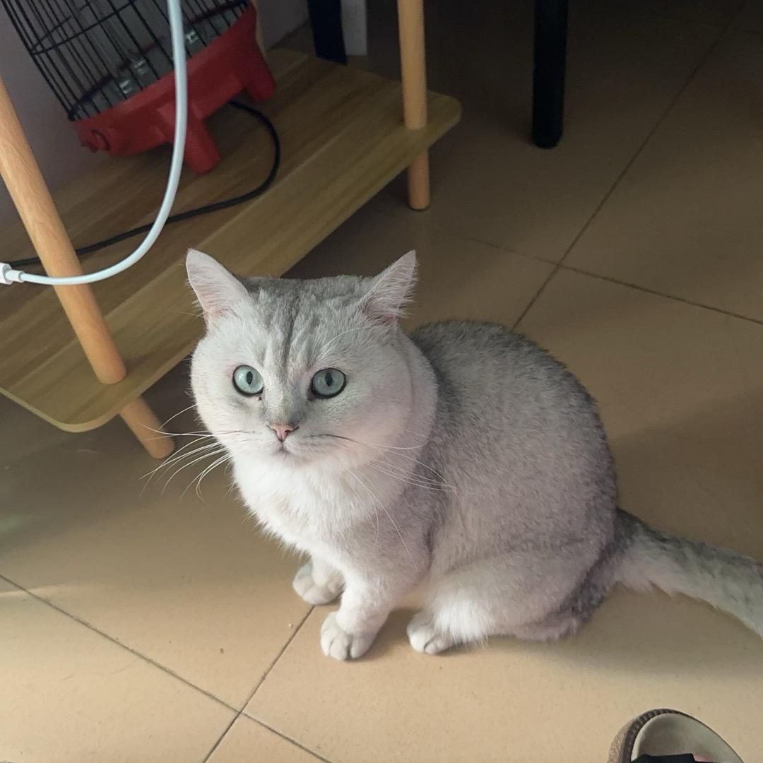 糖糖不吃糖❤️