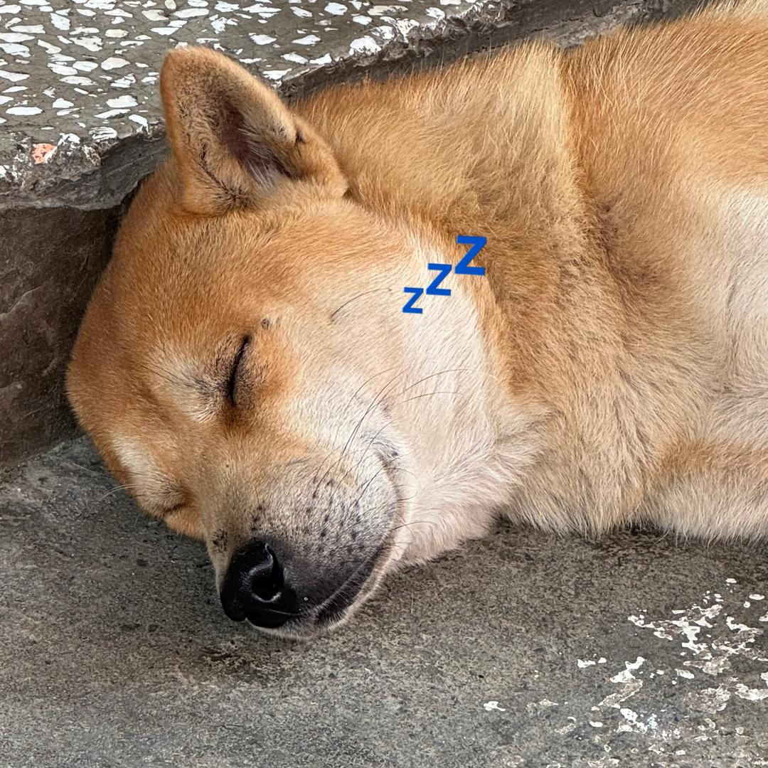 洋芋王子🤴