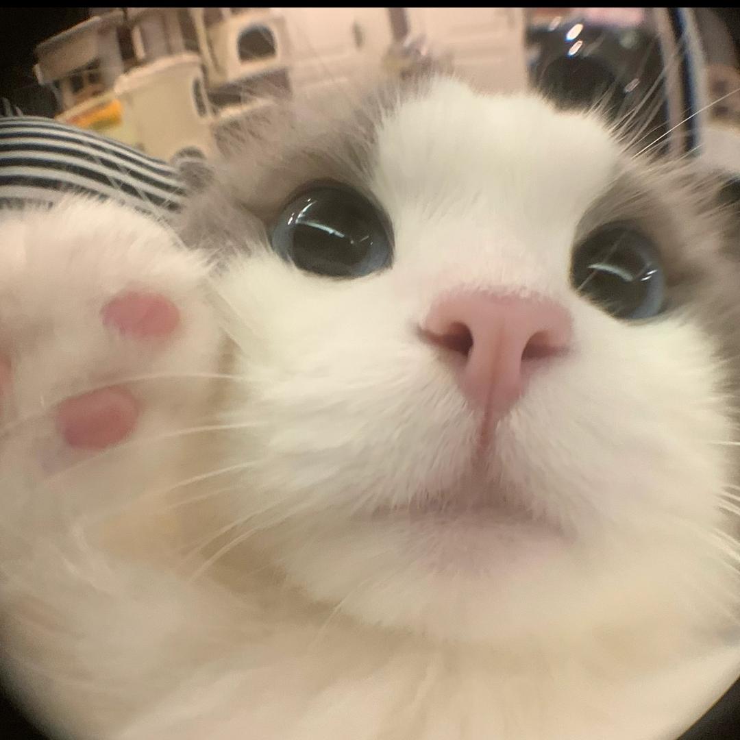 椰椰离