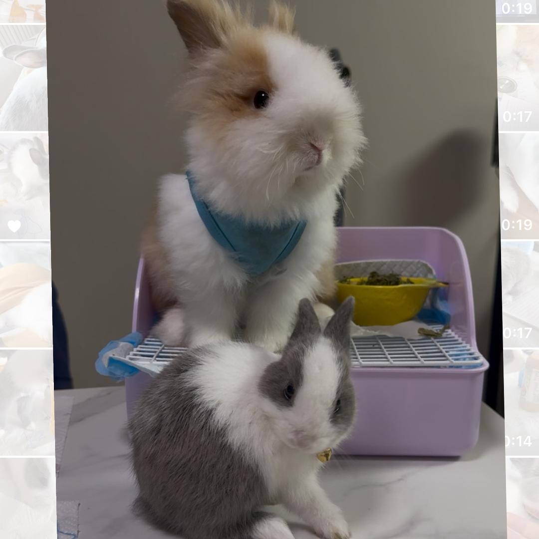 兔兔啵啵和吨吨