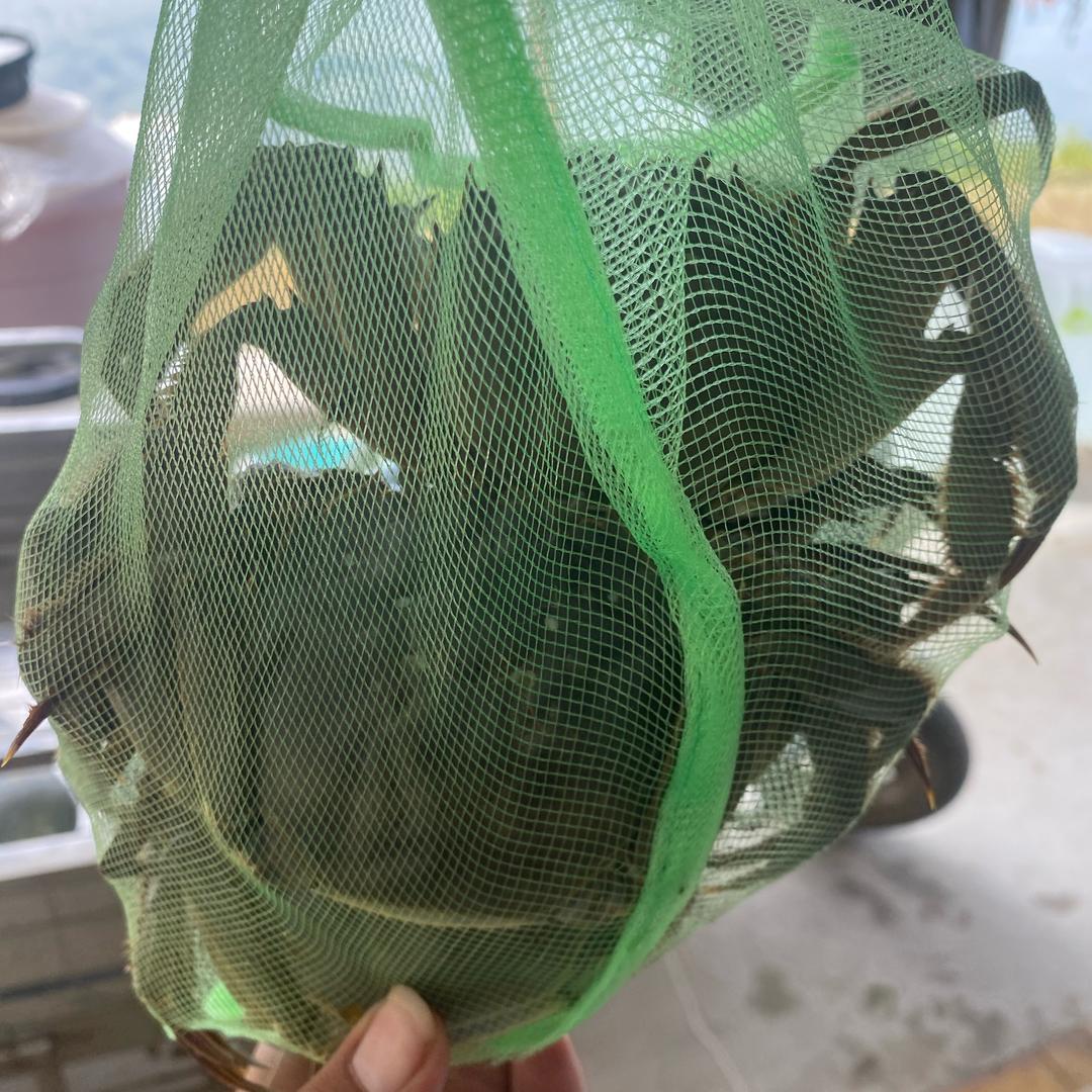 大闸蟹