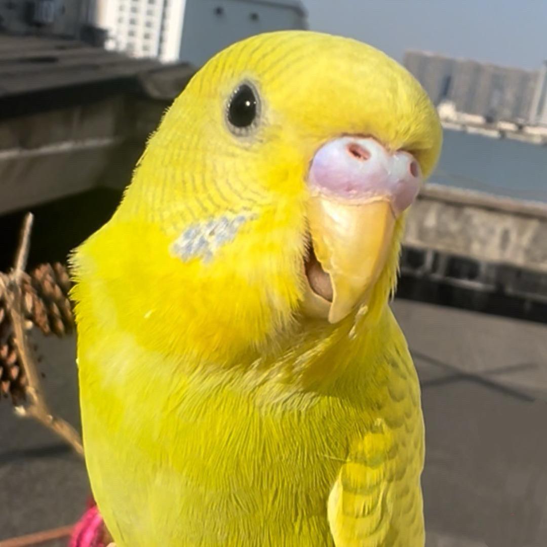 金宝