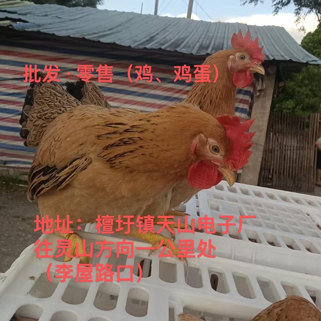 灵山县.（批发零售）鸡鸭鹅，鸡蛋