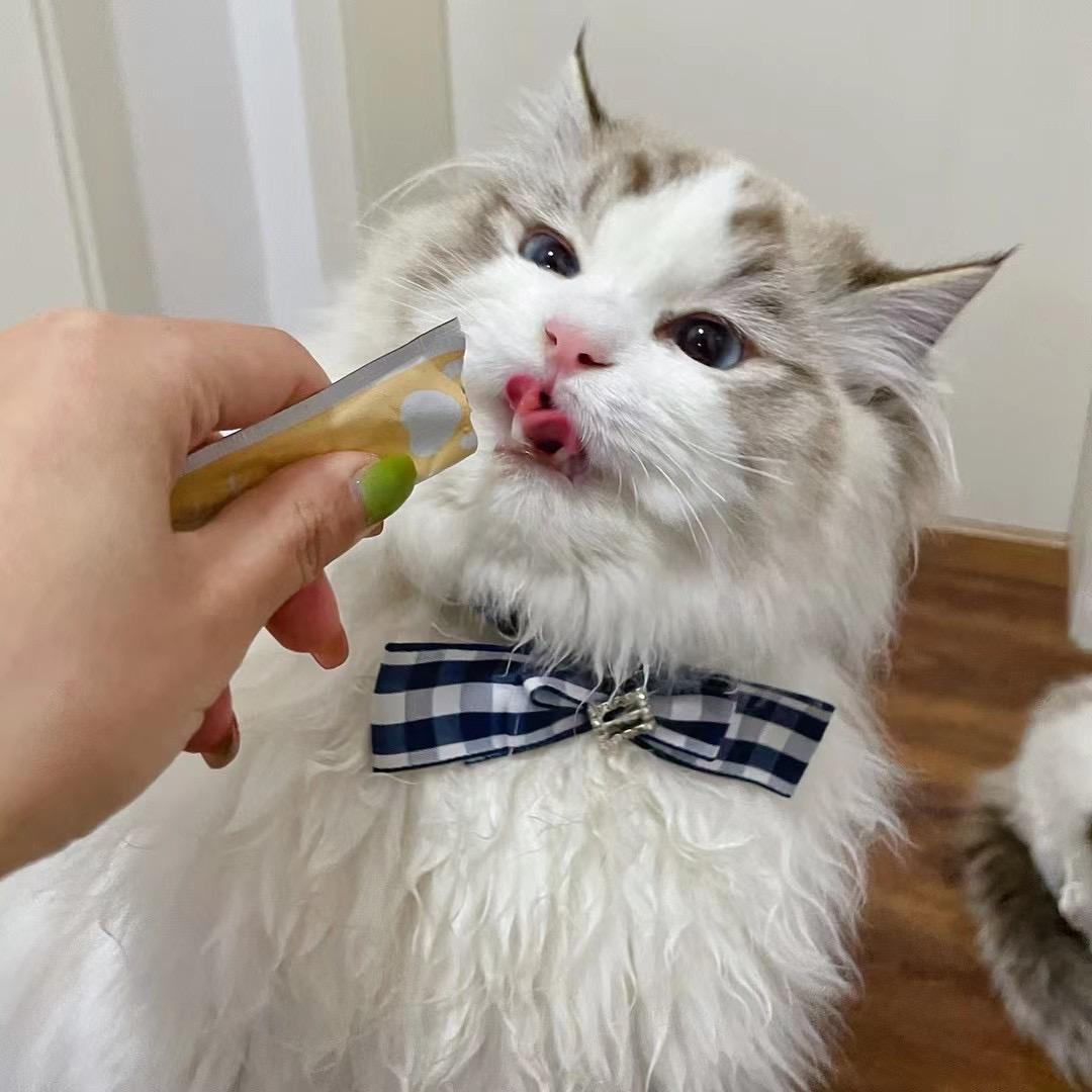 张庆祥的布偶猫直播号2