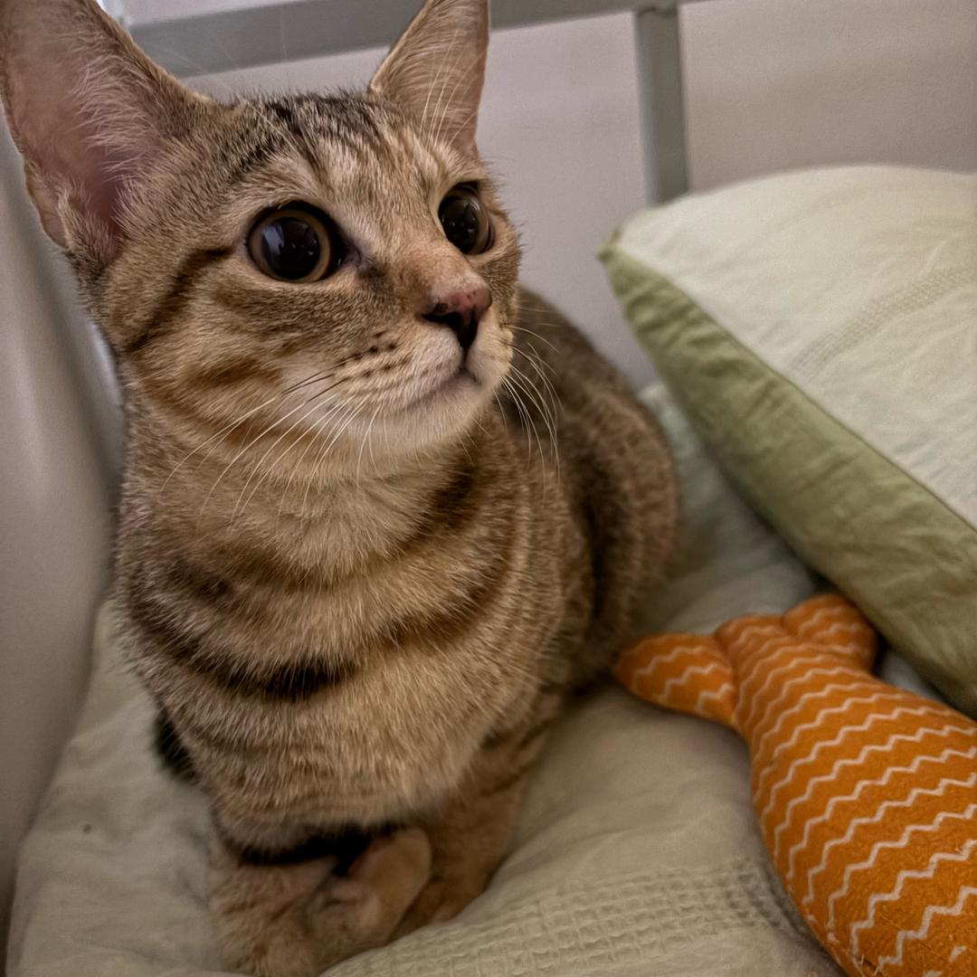 蚊香子