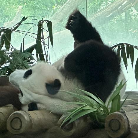 恩恩爱喝胡辣汤