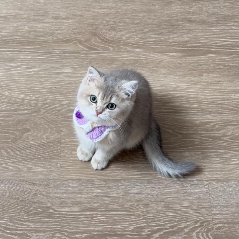 奥特mua Ⱄⱄ...