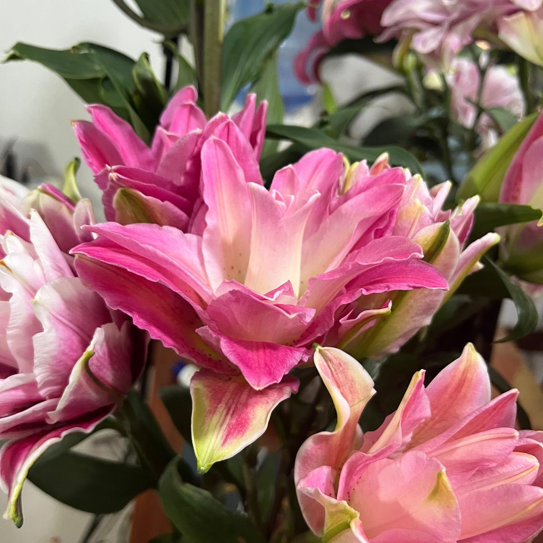艺涵鲜花
