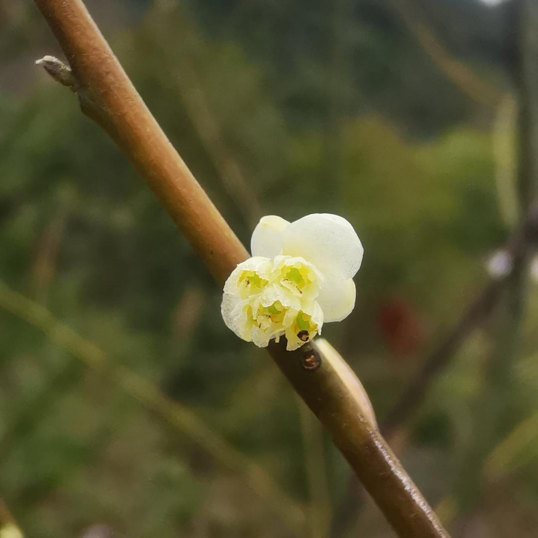 平安是福