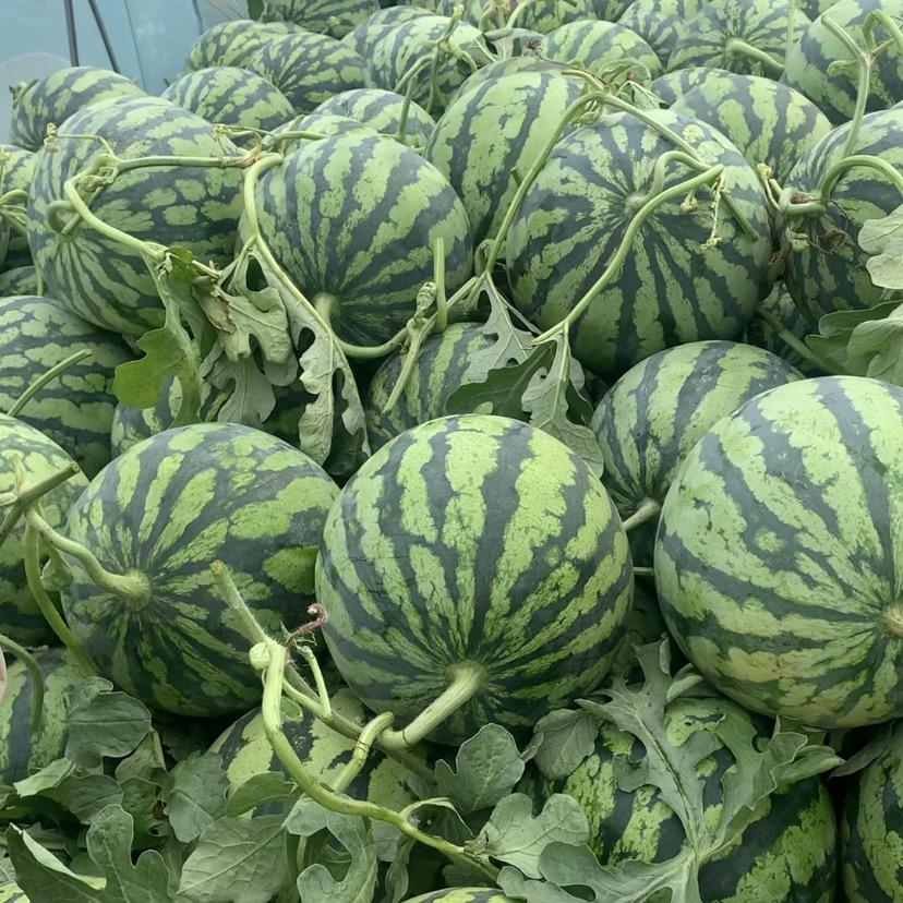 小罗 无籽美都西瓜🍉
