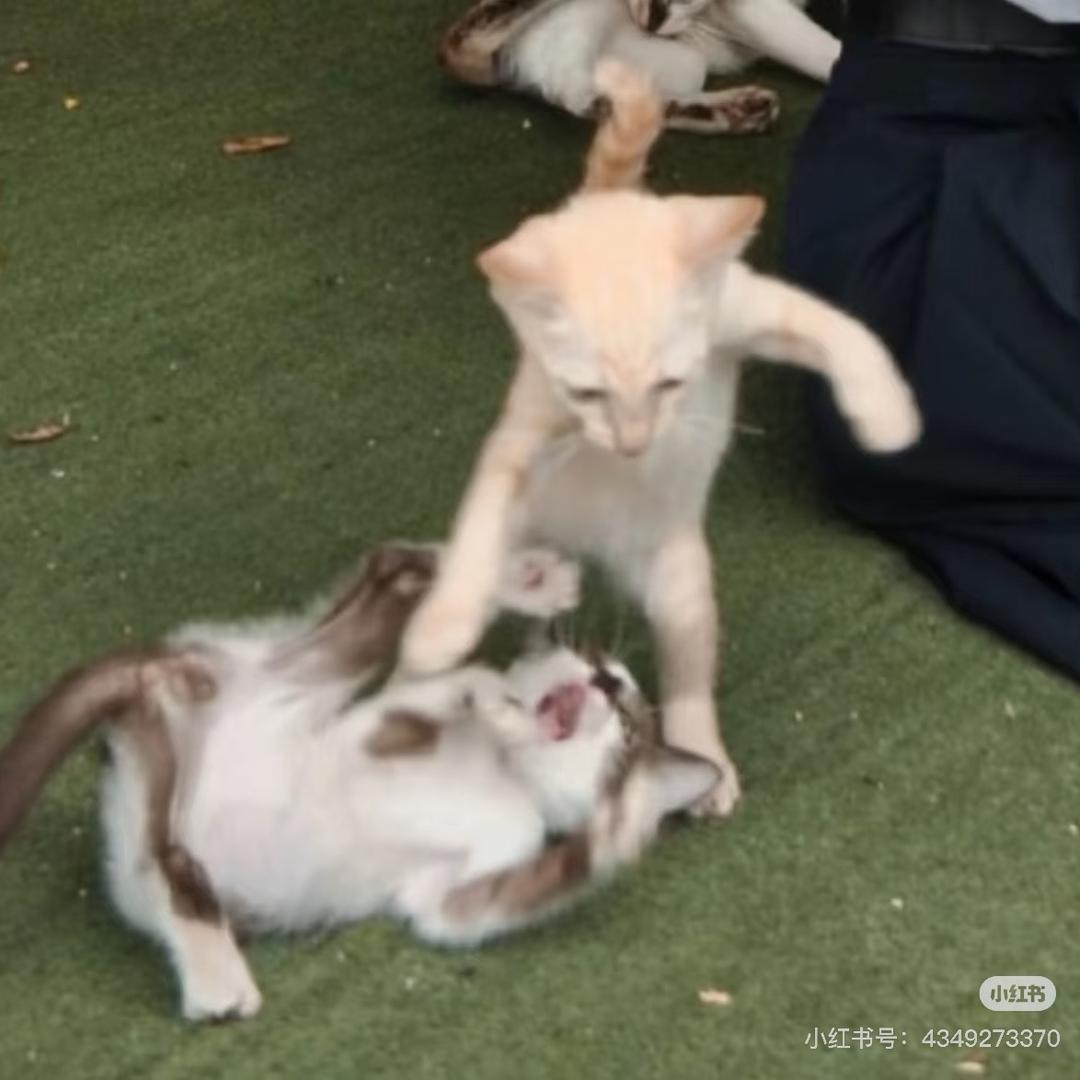 神秘忧郁音叉小伙