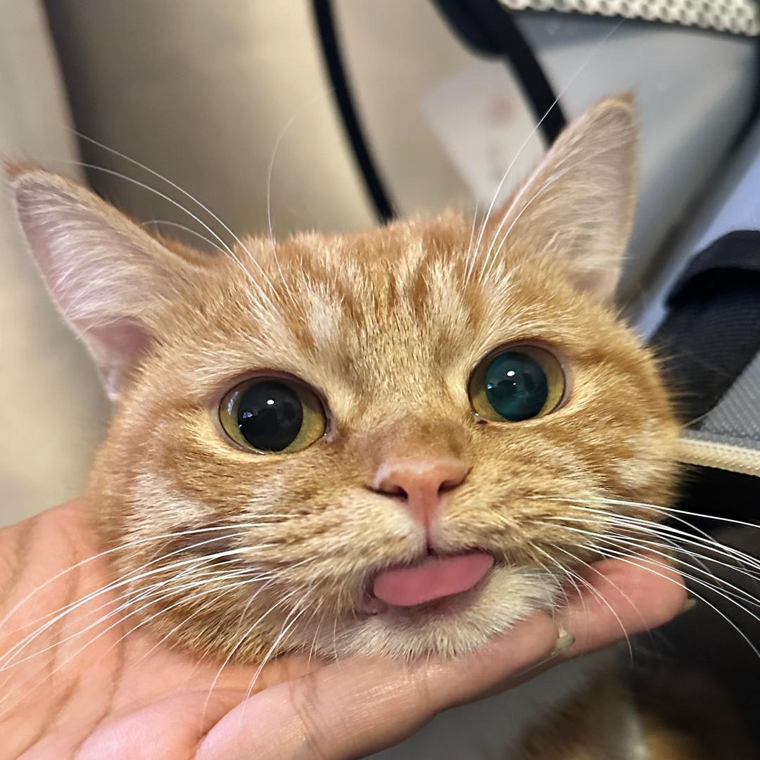 布丁要长命百岁