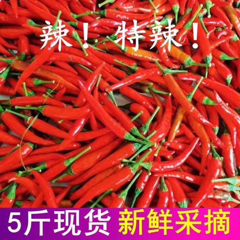 河南小米辣
