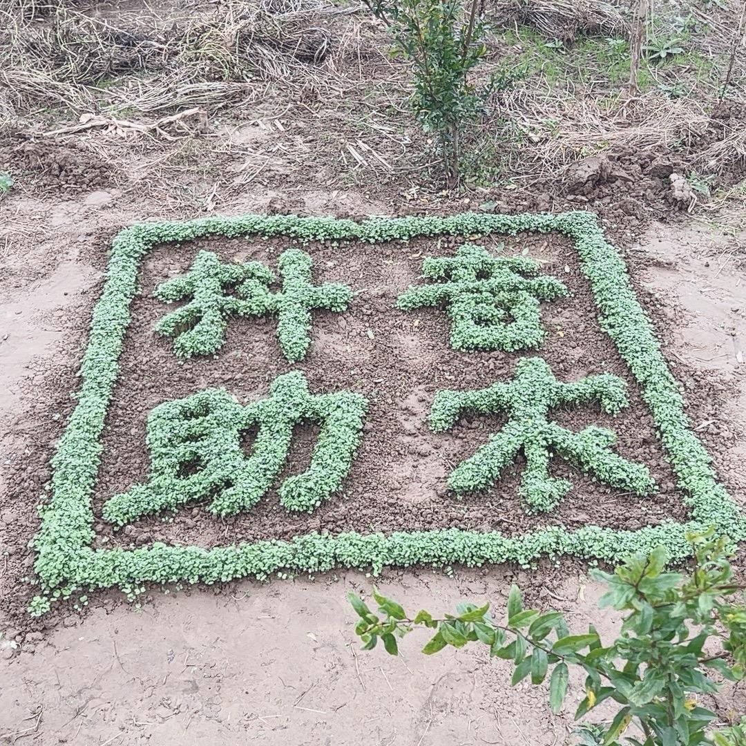 新农人助农直播