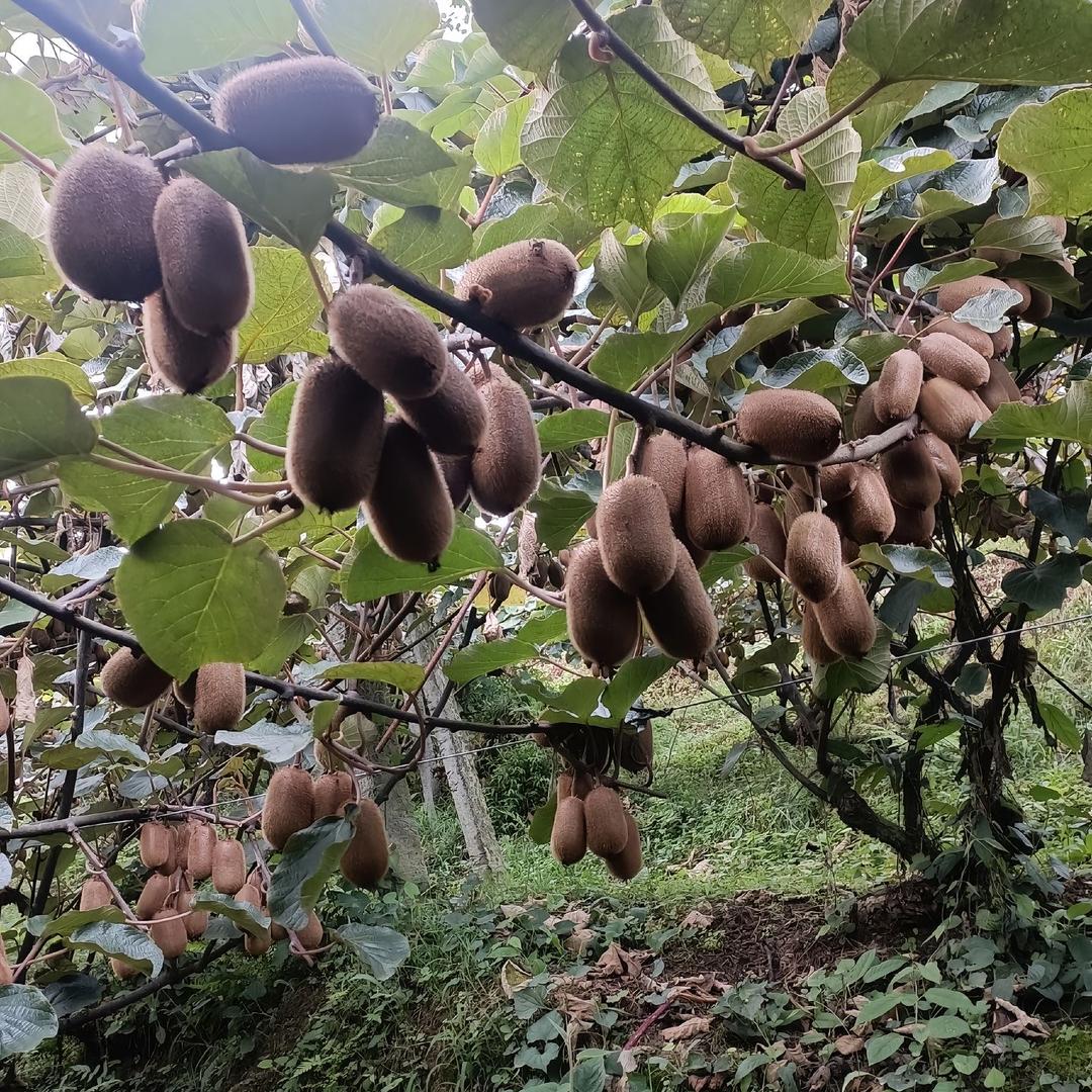 安仁县印象时尚店（个体工商户）