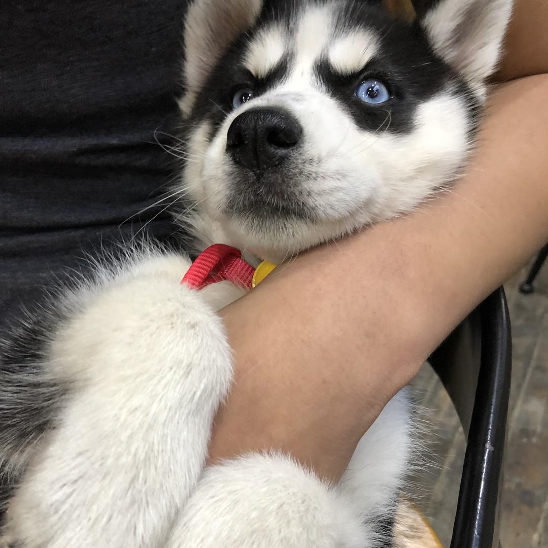 五哥文玩（猛犸牙专卖）