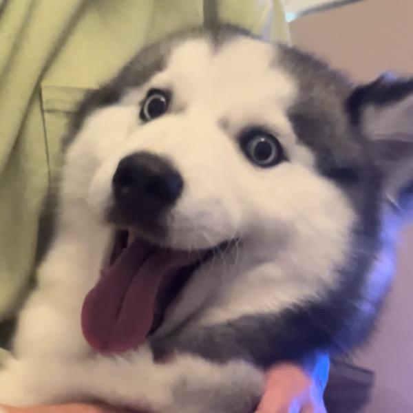 陈安安