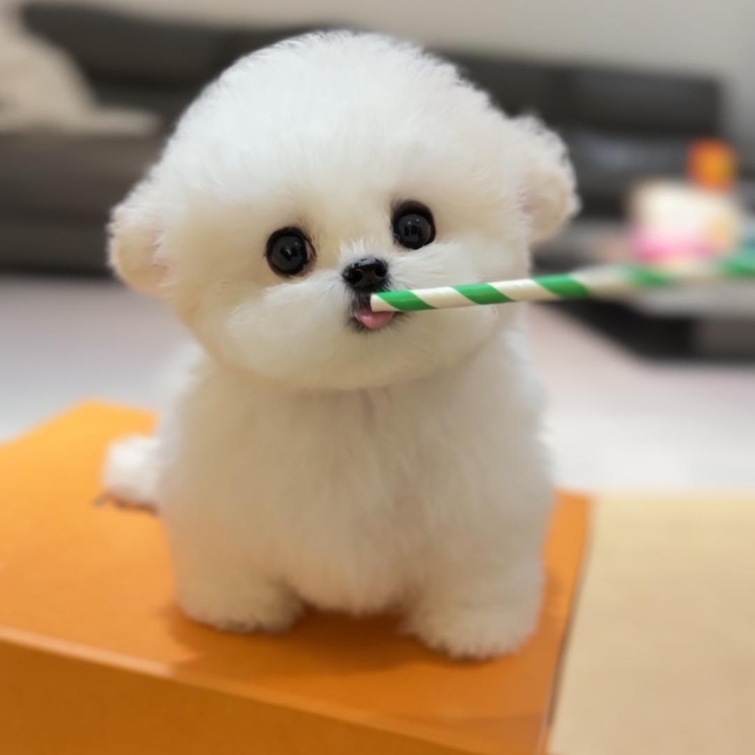 杭州圆圆家高端萌宠@抖音